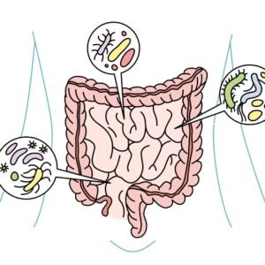 A simple line drawing of the human intestines. Several magnifying glasses show close-ups of different types of bacteria in the gut.